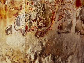 Sienikasvustoa läheltä kuvattuna.