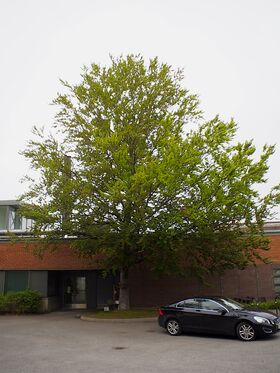 Suuri vihreälehtinen puu tiilirakennuksen edessä. Tumma auto on parkkeerattu oikealla puolella.