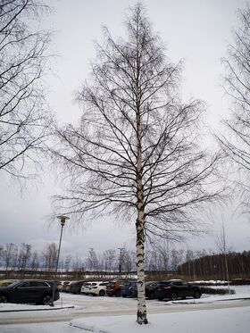 Lehdetön koivu seisoo lumisen parkkipaikan edessä, jossa on autoja ja katuvaloja. Taivas on pilvinen.