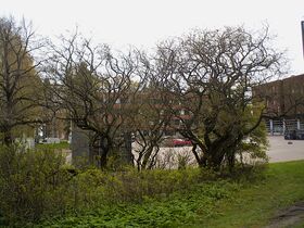 Lehdettömiä puita ja pensaita, joissa uutta kasvua, parkkipaikan ja tiilirakennusten edessä.