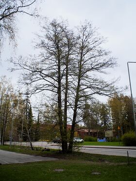 Korkea, harvalehtinen puu seisoo kadun ja rakennusten lähellä. Autoja on pysäköity kadulle.