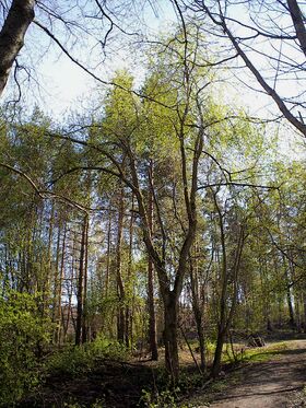 Metsä korkeiden puiden ja vihreiden lehtien kera aurinkoisena päivänä. Polku kiemurtelee puiden läpi.