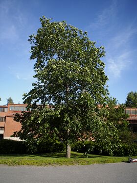 Korkea vihreä puu seisoo punatiilirakennuksen edessä aurinkoisena päivänä.