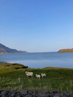 Lampaita ruohikossa meren rannalla Islannissa