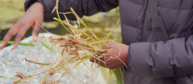 A person in a dark jacket holding a bunch of dry reed near a rock and water.