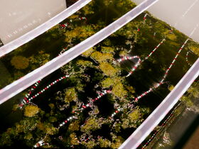 An aquarium with green algae and illuminated by red and white LED lights. Three transparent dividers are visible.