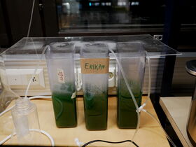 Three containers with green liquid, labelled 'Erika' and other names, connected to tubes on a laboratory table.
