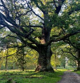A large, old tree with thick branches in a sunlit forest. A dirt path winds through the grass beside the tree.