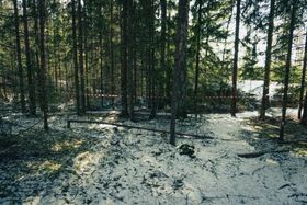 A snowy forest with tall trees and a red and white striped tape running through the scene.