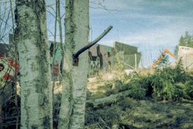 Birch trees in foreground, graffiti-covered wall and construction equipment in background.