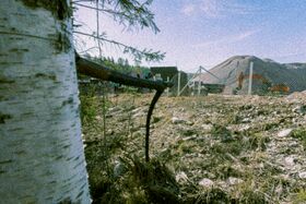 A birch tree in the foreground, construction site with machinery and a mound of dirt in the background.