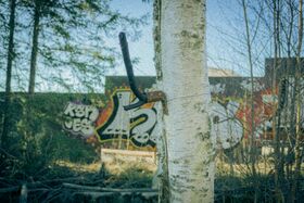 A birch tree with a rusty saw attached. Graffiti-covered wall and trees in the background.
