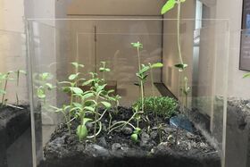 A glass container with various green seedlings growing in dark soil, placed indoors near a window.