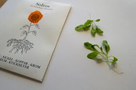 A packet of sunflower seeds and two small green seedlings on a white surface.