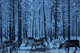 Reindeer in a snowy forest. The trees are covered in snow, and the ground is white. The scene is serene and cold.