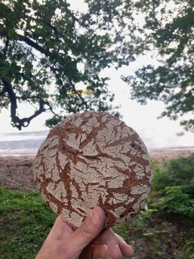 A hand holding a round, cracked loaf of bread with a beach and trees in the background.