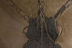 Close-up of a fossil showing intricate details and textures, with dark and light areas on a brownish background.