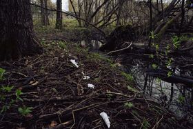 A forest scene with a stream, fallen branches, and litter on the ground. Trees and plants surround the area.