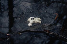 A white skull partially submerged in dark water with ripples and branches around it.