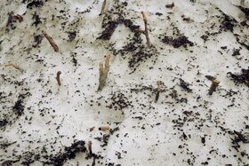 Snow-covered ground with scattered twigs and dirt patches.
