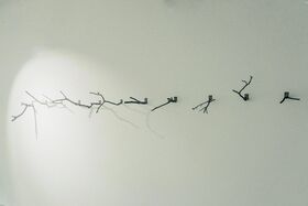 Several small branches are mounted on a white wall using metal clips, casting shadows on the wall.