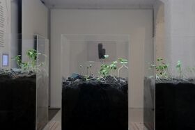 Three glass containers with soil and green seedlings inside, displayed in a minimalist room.