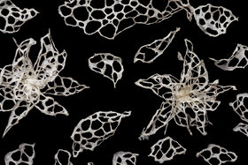 White, lace-like structures resembling flowers and leaves on a black background.
