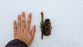 A left hand beside a small twig, pinecone and green sprig lying on white snow