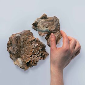 Hand holding a rough brown ceramic shard next to another textured piece on a pale background