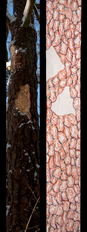 Tall snowy pine trunk with stripped bark beside a close-up pattern of pale, red-edged cells