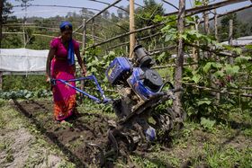 Woman in bright pink dress ploughing soil with blue tiller in a green garden