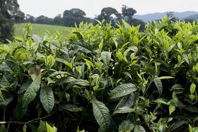 Dense tea bushes with bright green leaves in a rural field, trees and hills in the misty distance