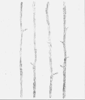 Four thin grey tree-branch lines with small side twigs on a white background