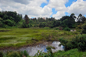 Lush wetland with tall grass and a pond, forested hillside and houses under cloudy blue sky