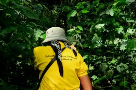 Person in yellow reserve shirt and grey hat walking through dense green forest foliage