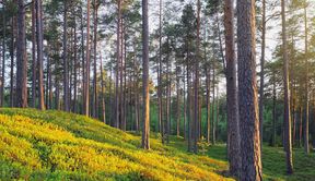 AaltoCell_Next phase of utilizing Finnish cellulose