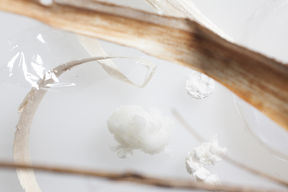 CHEM_Bio_Wood material