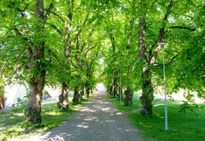 Otaniemi Lehmuskuja (photo Mikko Raskinen)