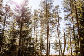 Kuva: Tiina ja Antti Herlinin säätiö