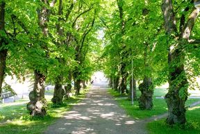 Otaniemi Lehmuskuja (photo Mikko Raskinen)