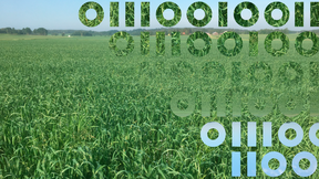 Kuvassa näkyy vihreä kaurapelto ja digitaalisuutta kuvaavia 0- ja 1-merkkejä.