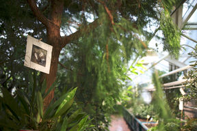 Kuvassa on kasvihuone, jossa puuhun ripustettu vesiväriteos astronauteista.