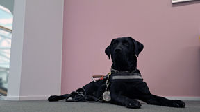 Labradorinnoutaja Niksi katsoo kameraan.