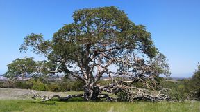 A majestic California buckeye, or horse-chestnut, on the top of the hill along the Stanford Dish hiking trail
