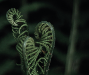 the picture shows green, opening, spiral-shaped fern leaves.
