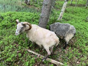 Sheep in a silvopasture