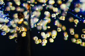 Every Fourth Breath - Who Are the Diatoms? by Hitomi Asaka, Juni Neyenhuys, Carla Rotenberg, and Aada Teittinen