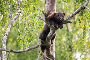 Ahma istuu puun oksalla vehreän lehvästön keskellä.