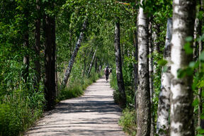 A couple walks down a path surrounded by birch trees and lush green foliage.