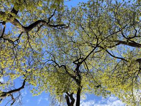 View looking up at tree branches with fresh green leaves against a bright blue sky.